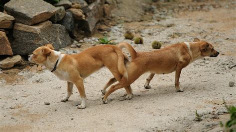 動物 交尾 気持ちいい|お恥ずかしい質問なのですが、動物(馬や猫など人間以外)が交尾 .